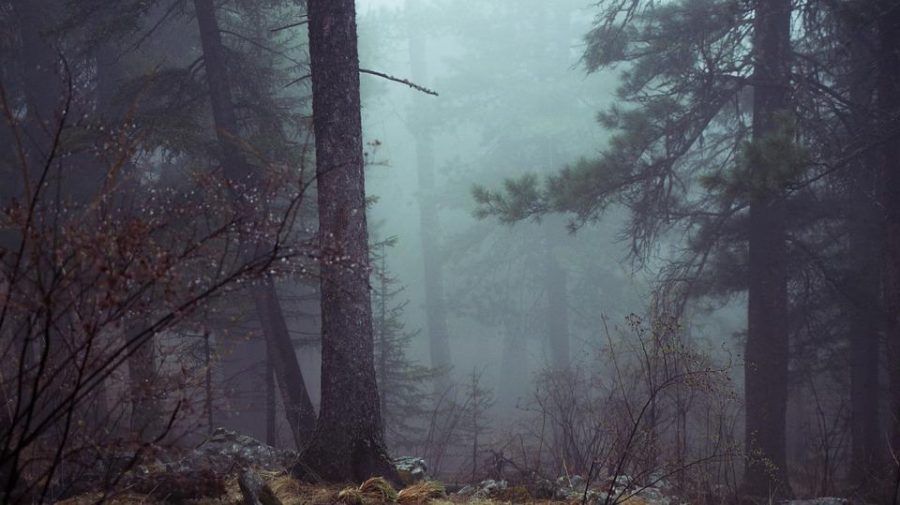 A snow covered forest