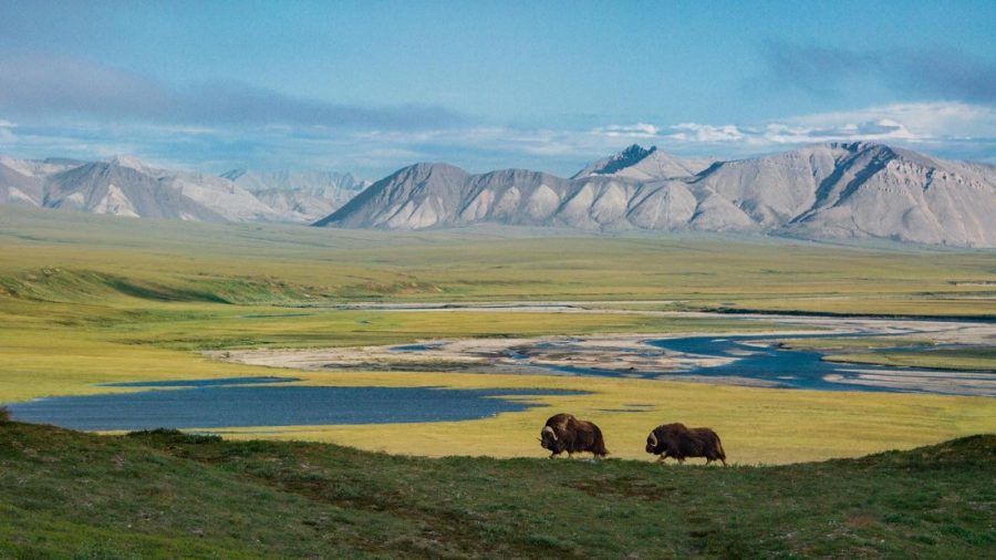 The ANWR Drilling Controversy, Unpacked