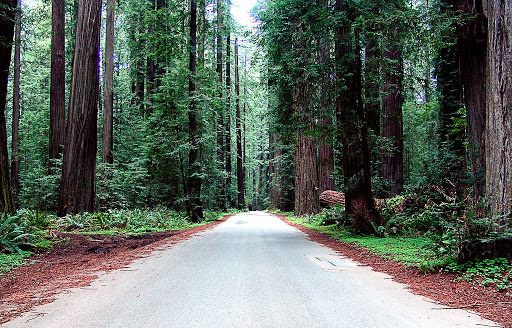 Coastal redwoods (Sequoia sempervirens) growing along Denali Thoroughfare last week. The trees were transplanted from Muir Woods through a special agreement with the State of California.