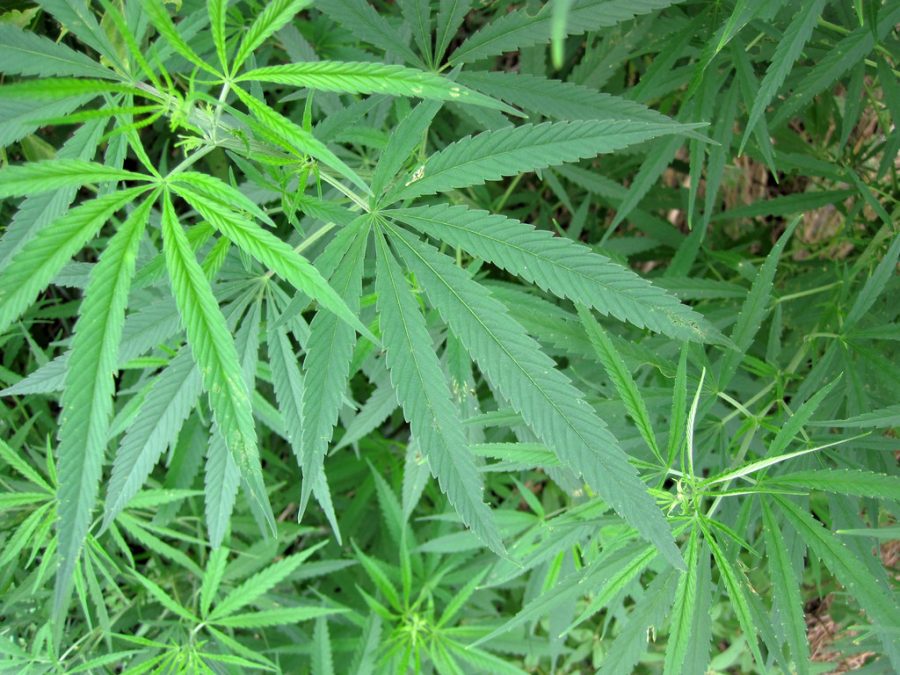 Cloud of Controversy Surrounds Marijuana Legalization