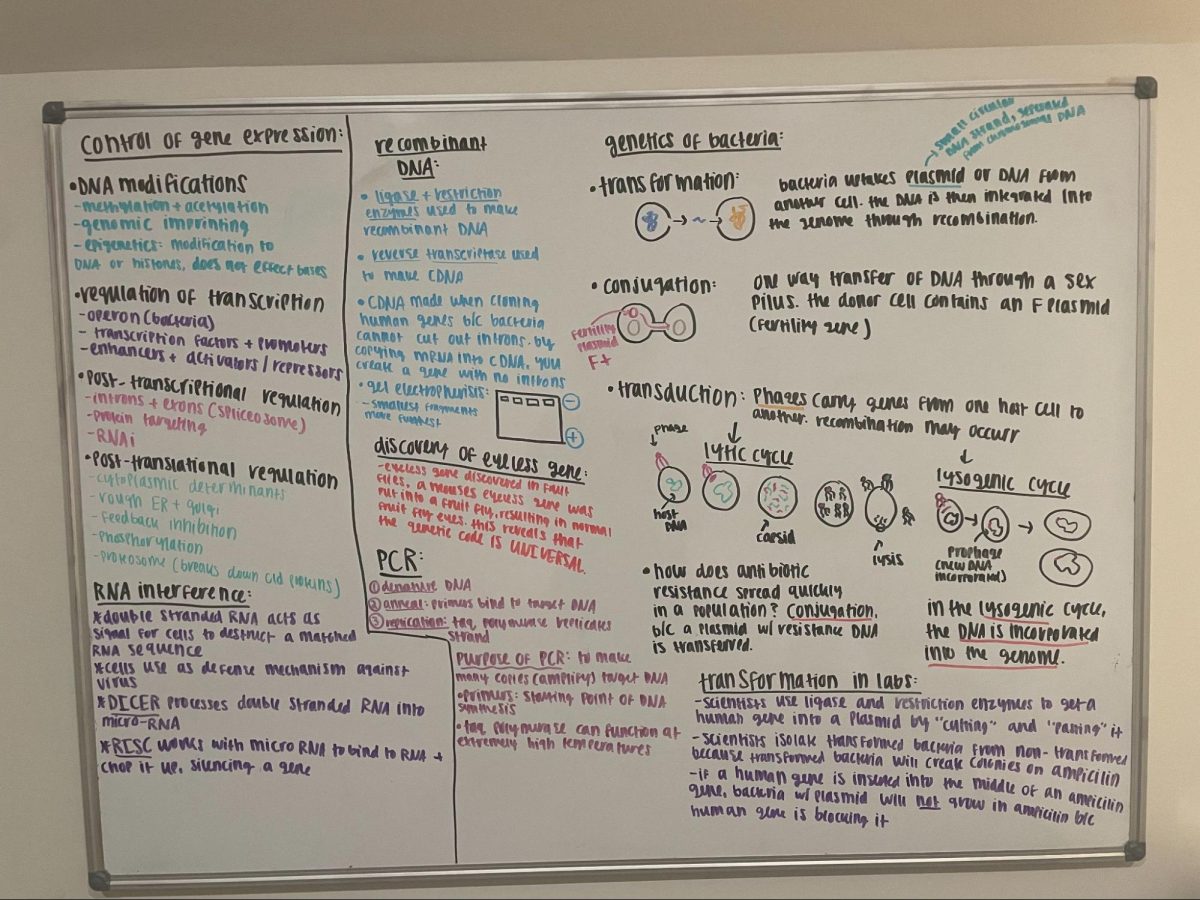 By writing the processes of DNA modification and gene expression on my whiteboard, I was able to retain and understand the information especially well. (Photo courtesy of Emma Stadolnik)