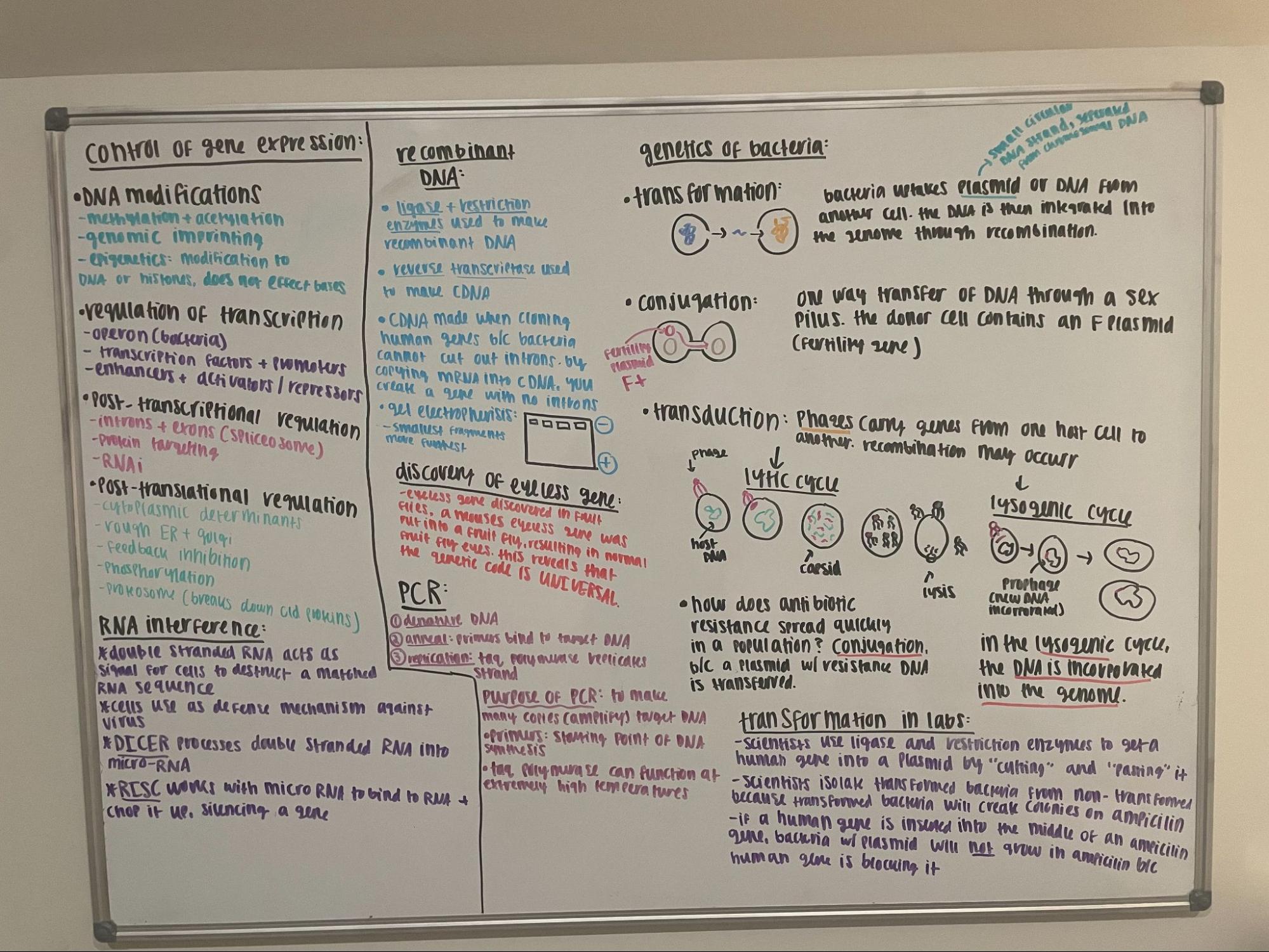 Whiteboarding 101: How a Simple Board Transformed My Academic Habits – The  Forest Scout