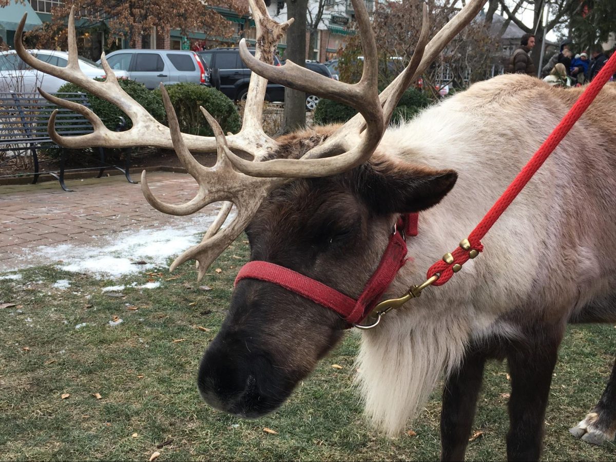 Come see real reindeer at Sunset Foods on Dec. 16