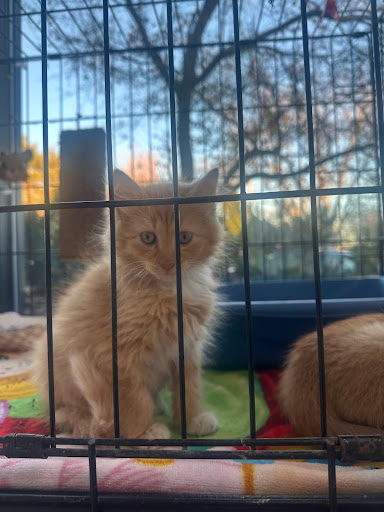 A kitten photographed at the Orphans of The Storm Illinois Animal Shelter. (Photo courtesy of Klaudia Lapinski)